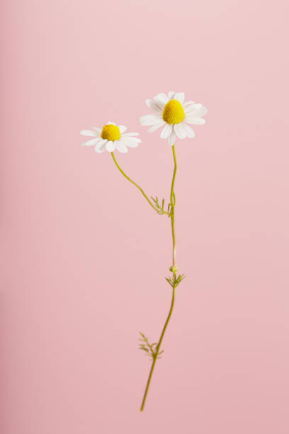 istock Daisy flower against pink background 1397866009