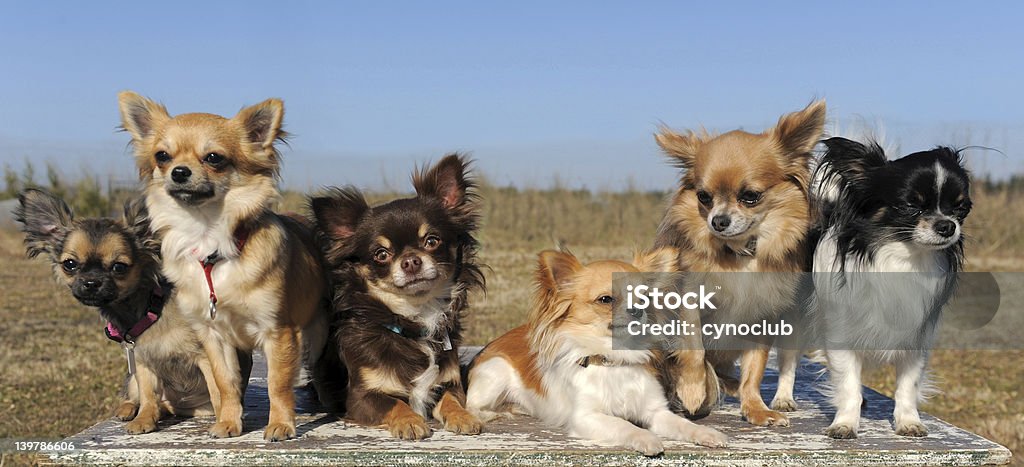 six chihuahuas portrait of a cute purebred  chihuahuas outdoors Animal Stock Photo