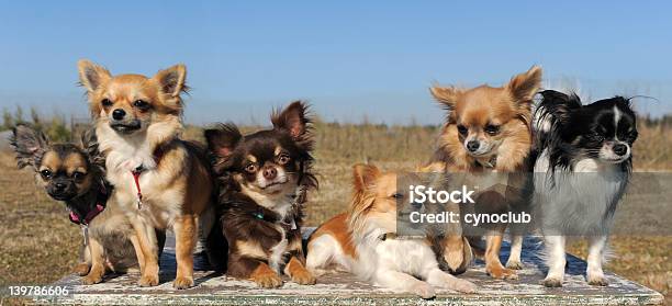 Six Chihuahuas Stock Photo - Download Image Now - Animal, Beauty In Nature, Blue