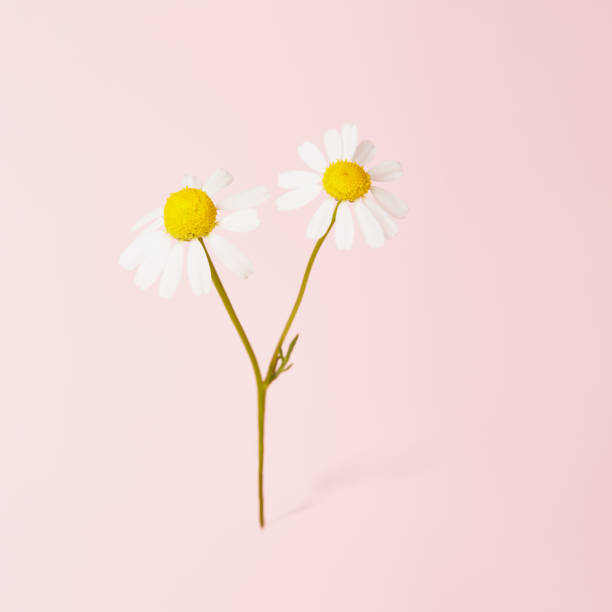 istock Daisy flower against pink background with a soft shadow 1397866072
