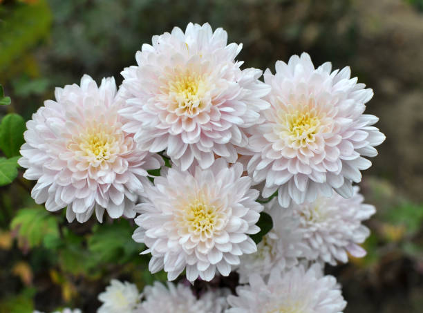 istock Autumn bloom of chrysanthemum 1397866107
