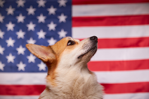 The proud Welsh Corgi Pembroke dog looks to the bright future in the background of the American flag. Flag Day in the United States of America. Fourth of July Independence Day. Patriotic dog.