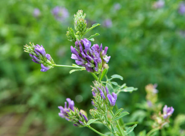 istock The field is blooming alfalfa 1397866307