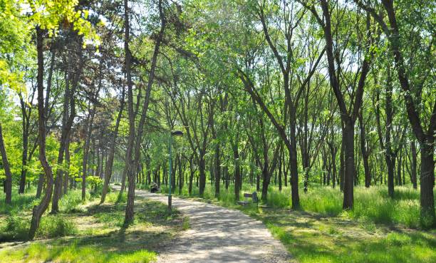 istock Footpath in the park in Serbia 1397866641
