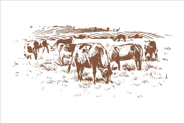 Herd On Pasture Sketch This is a digital sketch of a heard grazing on pasture herd of cows stock illustrations