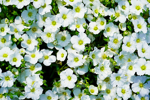 Close-up of mountain sandwort. Arenaria Montana. Flowering plant with white flowers.