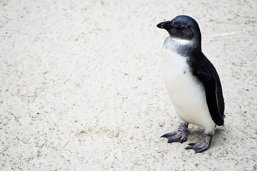 Portrait of an African penguin. Spheniscus demersus. Jackass penguin.