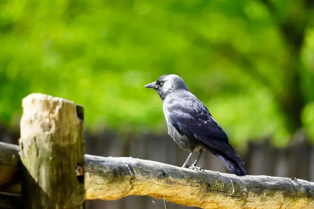 Jackdaw sits on a wooden fence against a green background. Corvus monedula.