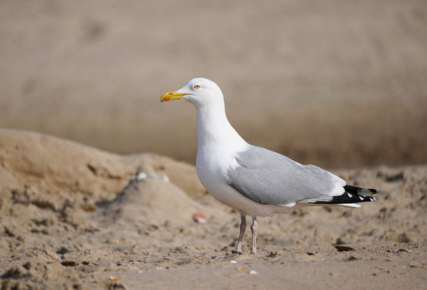 Seagull on a pole in hazy weather