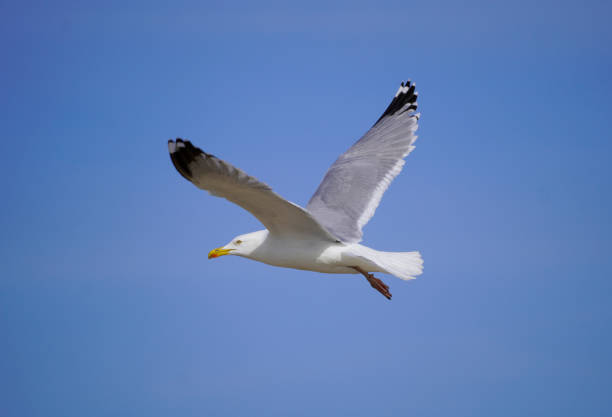 istock Seagull in flight. Blue sky in the background. 1397866991