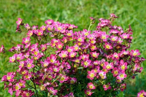 Moss-saxifrage close-up. Perennial in the garden. Flowering plant.