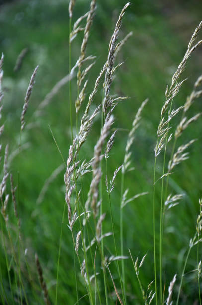 istock In the meadow among grasses grows ryegrass (Arrhenatherum elatius). 1397867094