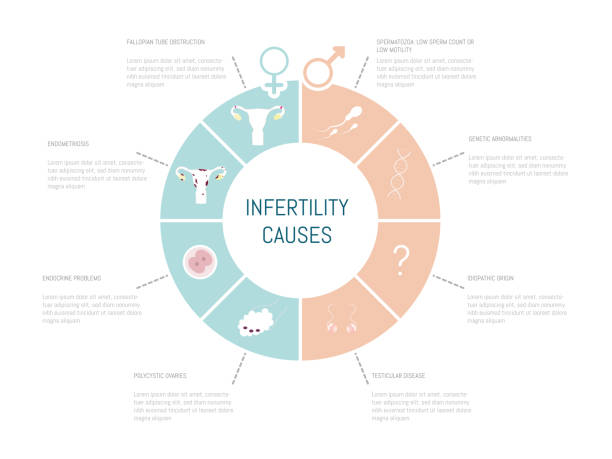 infografik der möglichen ursachen von unfruchtbarkeit bei männern und frauen. - menschliche fruchtbarkeit stock-grafiken, -clipart, -cartoons und -symbole