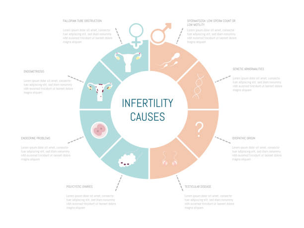 Infographic of the possible causes of infertility in men and women. Infographic of the possible causes of infertility in men and women. reproductive rights stock illustrations