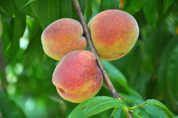 istock On the tree branch ripe peach fruits 1397867815