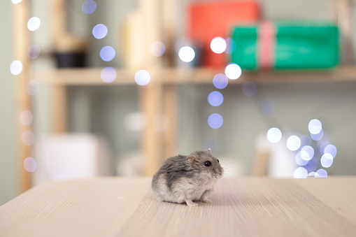 Little hamster sniffing curiously; Christmas lights and presents in the background