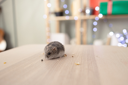 Little hamster sniffing curiously; Christmas lights and presents in the background