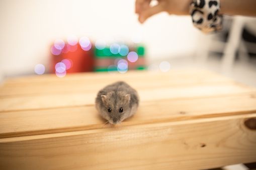 Unrecognizable girl cuddling little hamster; Christmas lights and presents in the background