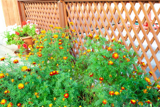 tagetes arancioni che crescono vicino alla recinzione del reticolo di legno nel cortile - decorazione a canestro foto e immagini stock