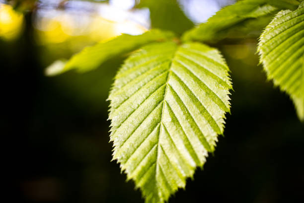 A young beech leaf on a shoot in the forest