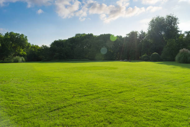 istock Grassland in modern city, china 1397868103