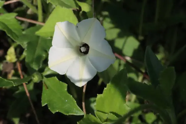 The white morning glory gets its name because masses of white flowers look glorious planted together, but the blooms close up later in the day when the sun is bright. This variety of white morning glory has smaller flowers than other varieties, but the vines can grow up 10 feet long.