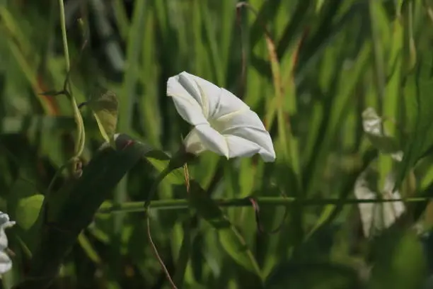 The white morning glory gets its name because masses of white flowers look glorious planted together, but the blooms close up later in the day when the sun is bright. This variety of white morning glory has smaller flowers than other varieties, but the vines can grow up 10 feet long.