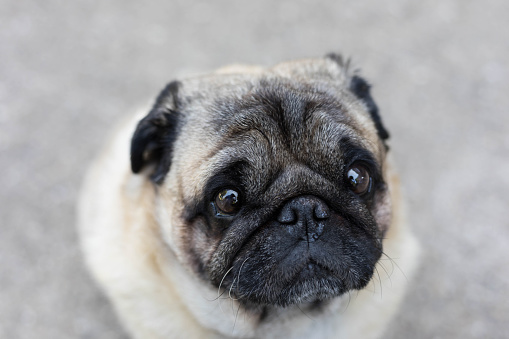 Close Up Cute Face Of Pug Dog Looking At Camera,Portrait Of Wrinkled Dog With Big Eyes