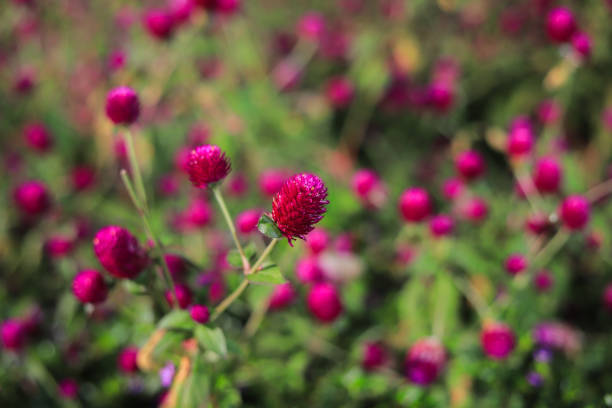 istock Globe amaranth flower on the field 1397869665