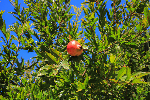 One pomegranate grows on a tree