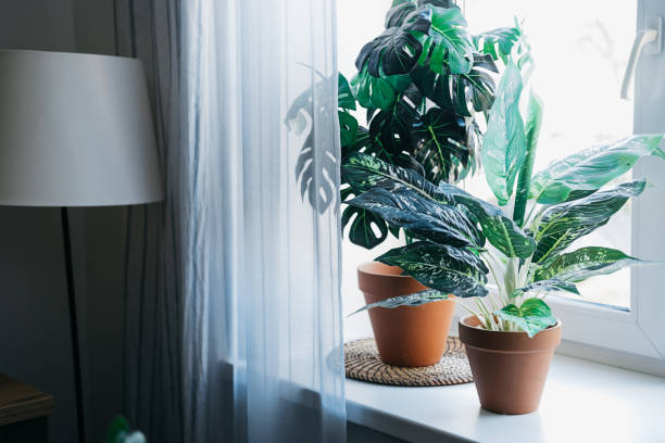 istock Green plants in pots on the windowsill. 1397869759