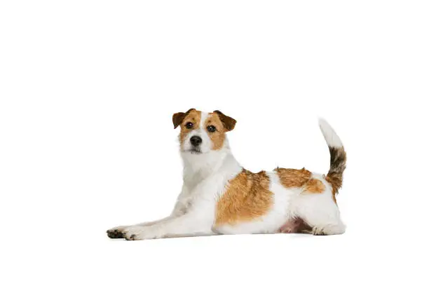 Lying on floor. Short-haired Jack russell terrier dog posing isolated on white background. Concept of animal, breed, vet, health and care. Copy spce for ad, text, design. Pet looks happy, cute