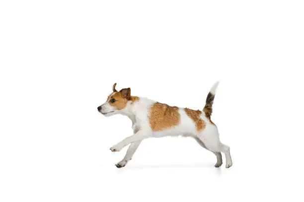 Running. Portrait of cute short-haired Jack russell terrier dog posing isolated on white background. Concept of animal, breed, vet, health and care. Copy spce for ad, text, design. Pet looks happy, cute