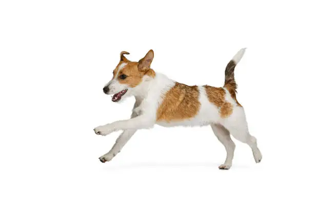 Running. Short-haired Jack russell terrier dog posing isolated on white background. Concept of animal, breed, vet, health and care. Copy spce for ad, text, design. Pet looks happy, cute