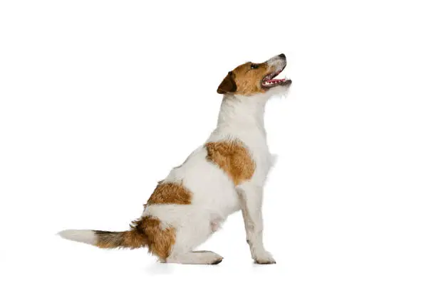 Active and cheerful doggy, Jack russell terrier dog posing isolated on white background. Concept of animal, breed, vet, health and care. Copy spce for ad, text, design. Pet looks happy, cute