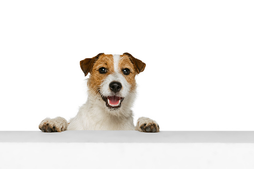 Half-length portrait of cute Jack russell terrier dog looking at camera isolated on white background. Concept of animal, breed, vet, health and care. Copy spce for ad, text, design. Pet looks happy, cute