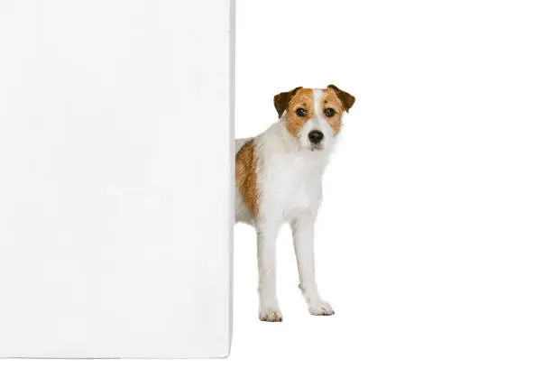 Short-haired Jack russell terrier dog, posing isolated on white background. Concept of animal, breed, vet, health and care. Copy spce for ad, text, design. Pet looks happy, cute