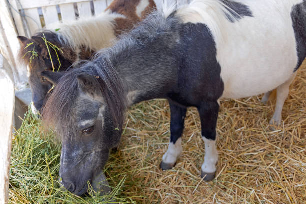 istock Pony Horses Farm 1397870563