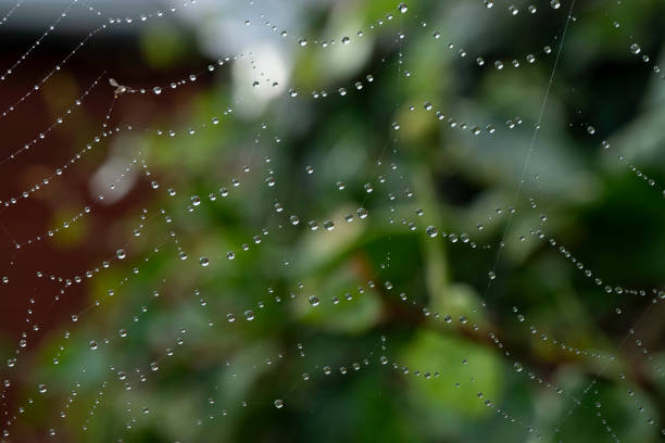 istock Spider web covered in raindrops after tropical storm Thailand 1397870718