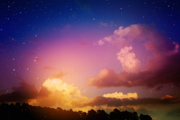 Lots of shining stars over the forest trees with copy space.