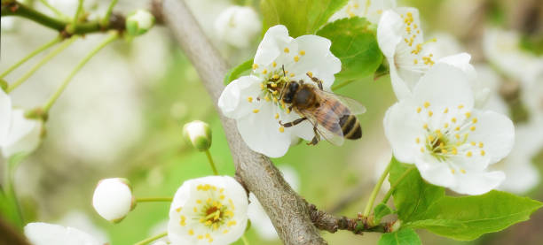 istock The bee sits on a flower of a bush blossoming cherry tree and pollinates him . Spring beautiful background.Banner 1397871999
