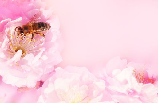 A bee on a pink rose flower. Beautiful spring background. Copy space for text
