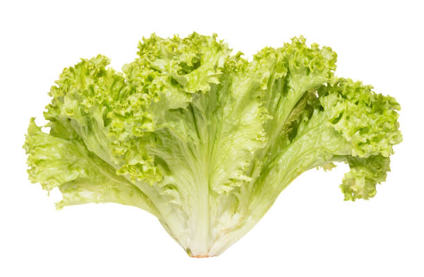 istock Frizzy light green salads on white background. 1397872342