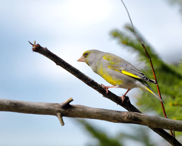 istock Greenfinch bird close-up on a withered tree branch. 1397872436