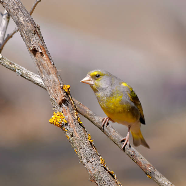 istock Greenfinch bird close-up on a withered tree branch. 1397872443