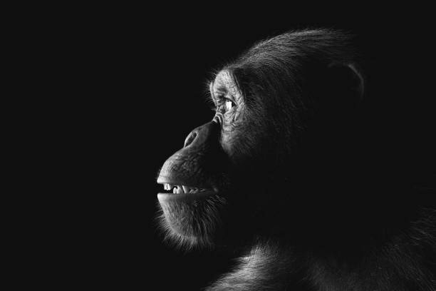 Chimpanzee monkey face portrait on black