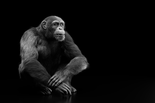 Chimpanzee monkey portrait on black background