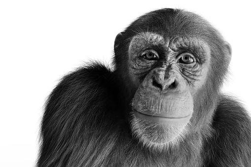 Chimpanzee monkey portrait isolated on white