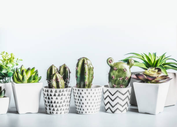 istock Cactus and succulents plants in modern pots on desktop at light wall background 1397873599