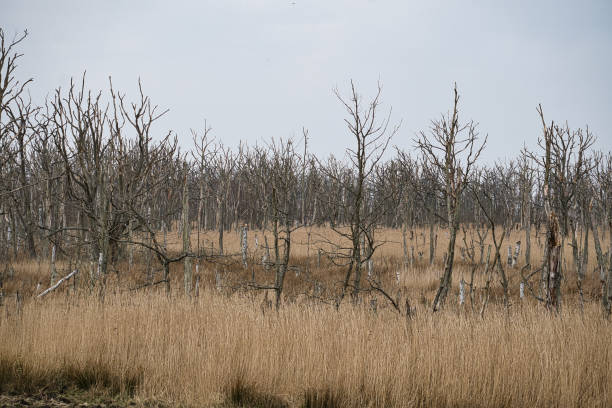 alberi morti nel mar baltico. foresta morta. vegetazione danneggiata. parco nazionale - acid rain foto e immagini stock